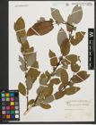 Foto von Salix pyrifolia Andersson